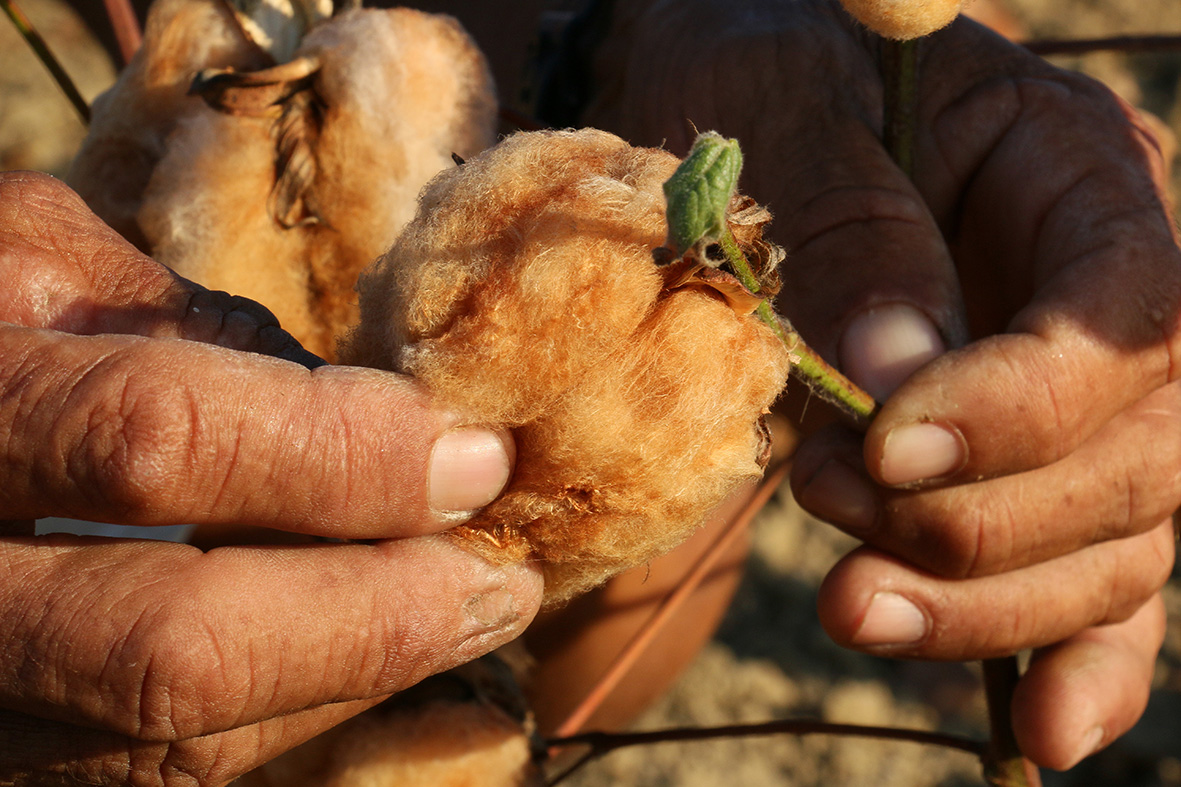 AGRICULTORES FAMILIARES DE INGÁ (PB) CELEBRAM, NO DIA DA COLHEITA 2026, A COMPRA DE 450 HECTARES PARA PLANTAR ALGODÃO ORGÂNICO